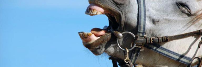 Les médicaments vétérinaires autorisés dans les hôpitaux