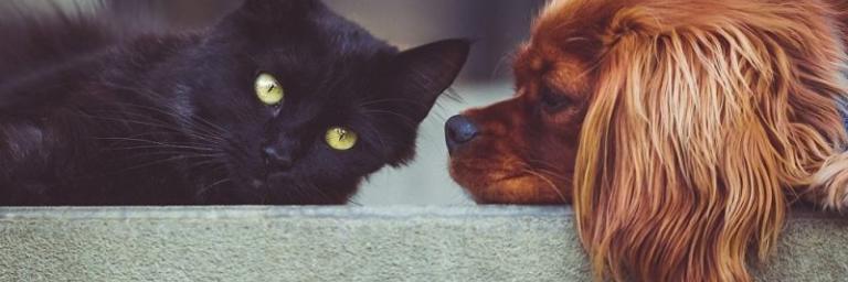 Une ville chinoise interdit la consommation de chiens et de chats