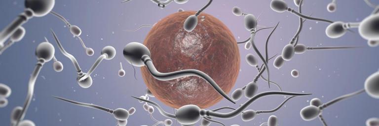 La banque du sperme en faillite à cause de la crise sanitaire